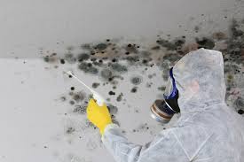 Best Forensic Mold Investigation in Lake Park, IA